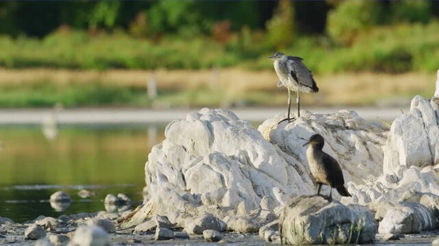 A white-breasted cormorant (Phalacrocorax lucidus ) and a Grey heron (Ardea cinerea) perched on stones near water.