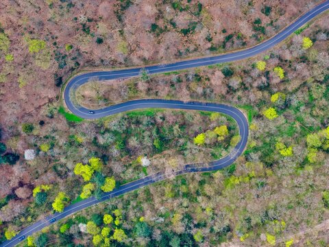 Aerial view of a winding road snakes through the lush, verdant forest, a ribbon of asphalt cutting through nature's canvas, Kintzheim, Grand Est, France.