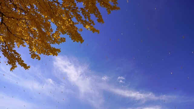 上田城と散るイチョウ