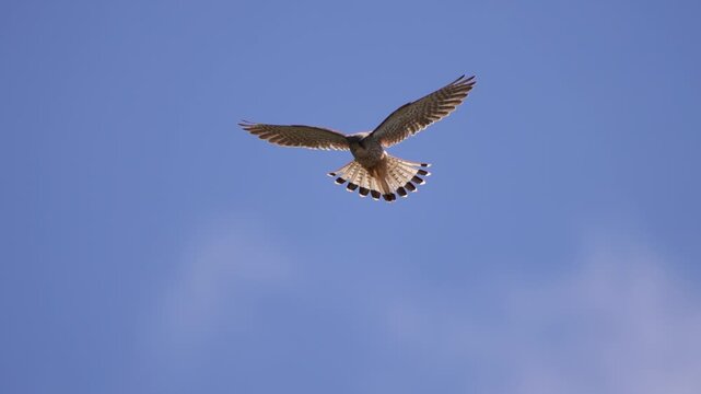 An adult common kestrel (Falco tinnunculus) preying for food - slow motion