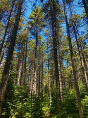 Obraz premium forest in summer