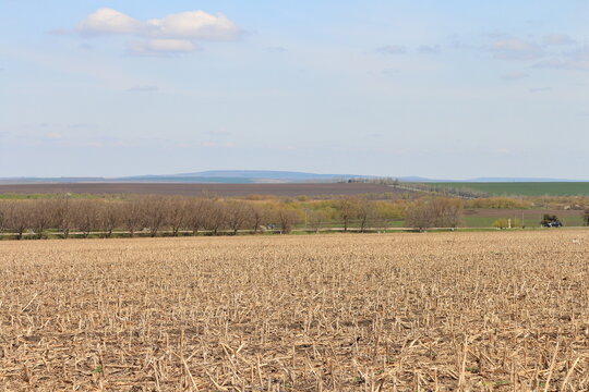 A field of dry grass