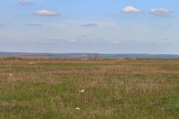 Fototapeta premium A grassy field with a body of water in the distance