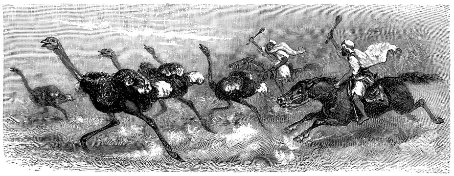 Historic ostrich hunt scene, detailed vintage illustration.