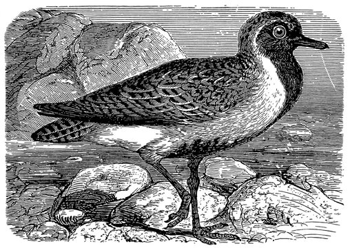 European golden plover (Pluvialis apricaria), detailed vintage illustration.