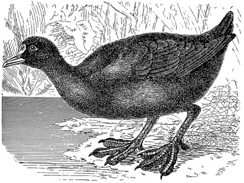 Eurasian coot (Fulica atra), detailed vintage illustration.