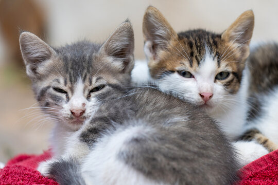 Les chatons