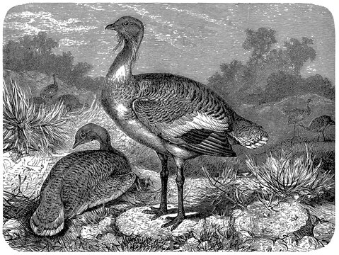 Great bustard (Otis tarda), detailed vintage illustration.