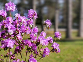 Obraz premium Vibrant Purple Rhododendron Flowers in Spring Bloom, Nature Wellness and Seasonal Renewal, Selective Focus Floral Landscape for Gardening and Growth