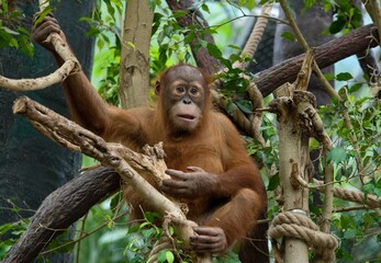 Sumatran orangutan  © Hana