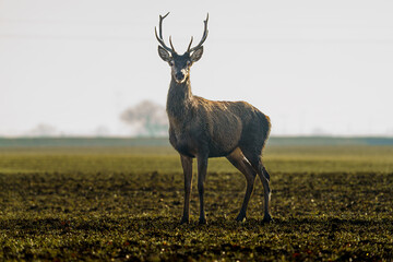 Majestatyczny jeleń szlachetny z okazałym porożem stojący na polu. Portret dzikiego zwierzęcia w naturalnym świetle o poranku. Polska fauna, przyroda i piękno dzikiej natury na otwartej przestrzeni. © Henryk Niestrój