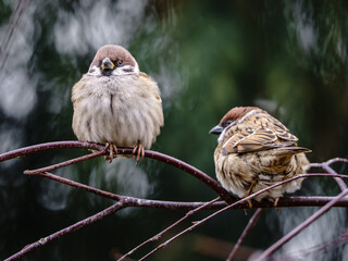 Dwa urocze mazurki (Passer montanus) siedzące na gałęzi. Napuszone pióra sugerują chłodny dzień. Bliskie ujęcie dzikiej przyrody w parku lub ogrodzie na rozmytym tle. © Henryk Niestrój