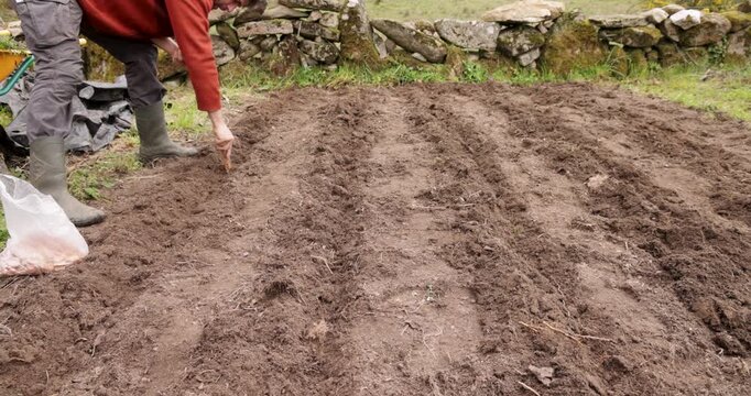 Farmer planting shallot bulbs in a garden bed