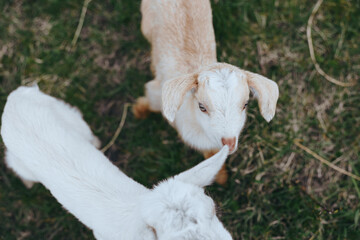 Fototapeta premium Goat, kid, animal, farm, pasture, lifestyle, nature, sunlight, curious, companionship: Playful goats in a sunny farm setting, a kid nibbling grass while others explore. Lifestyle moment showcasing