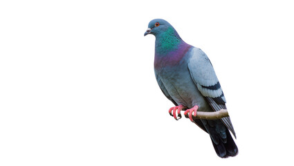 Fototapeta premium Blue grey pigeon with iridescent neck feathers perched on branch, isolated on transparent background