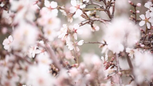 With the blooming of apricot blossoms, heralding the arrival of spring, the trees were adorned in white bridal gowns.