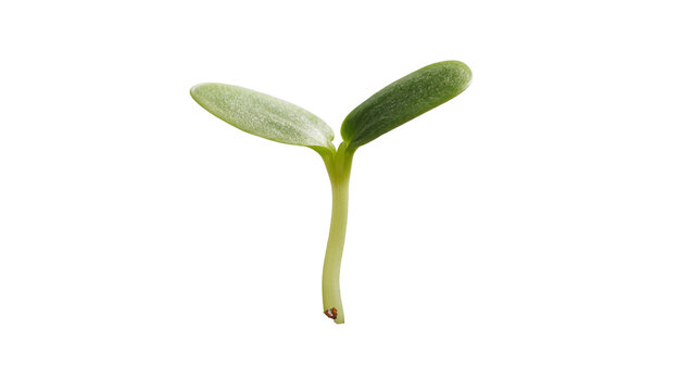 Young green seedling with two cotyledon leaves, isolated on transparent background