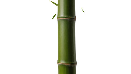 Vibrant green bamboo stalk segment with subtle leaf accents, isolated on transparent background © Maria