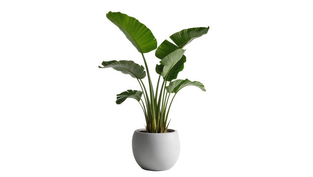 Large green bird of paradise plant in a white round pot, isolated on transparent background