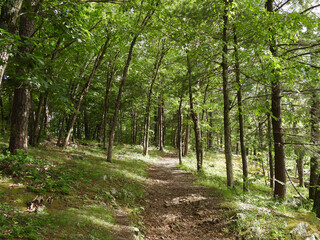 Fototapeta premium Visitors can enjoy a peaceful, summer hike, along the woodland trails that meander through the forest of Shenadoah National Park. Blue Ridge, Appalachian mountains, Virginia. 