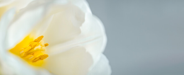Obraz premium White tulip macro close-up with yellow stamens on gray defocused background banner, floral detail with copy space, elegant spring design