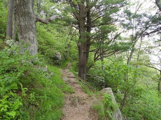 Naklejka premium Visitors can enjoy the beautiful scenery, while hiking the Appalachian trail, that runs through Shenandoah National Park. Blue Ridge, Appalachian mountains, Virginia. 