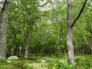 Fototapeta premium The natural beauty of the woodland forest within Shenandoah National Park. Blue Ridge, Appalachian mountains, Virginia.
