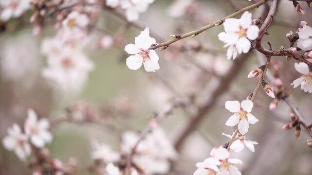 With the blooming of apricot blossoms, heralding the arrival of spring, the trees were adorned in white bridal gowns.