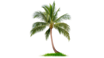 Obraz premium Curved palm tree with green fronds and grass, isolated on transparent background