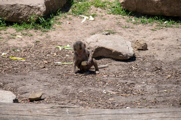 Fototapeta premium Sacred Baboon (Papio hamadryas)