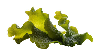 Wavy green seaweed frond with textured surface, isolated on transparent background © Maria
