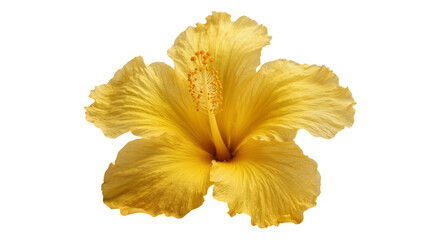 Vibrant yellow hibiscus flower with delicate petals, isolated on transparent background © Maria
