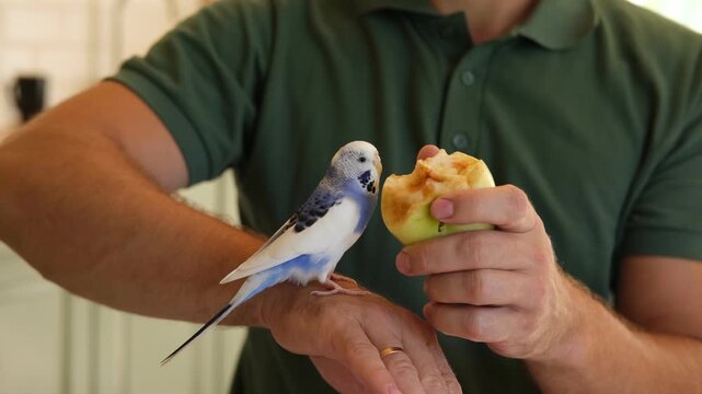 Man Owner is Feeding a Colorful Budgerigar with Fresh, Healthy Green Apple at Home. A person is nurturing a pet budgerigar, beautifully showcasing affection through dedicated pet care and attention