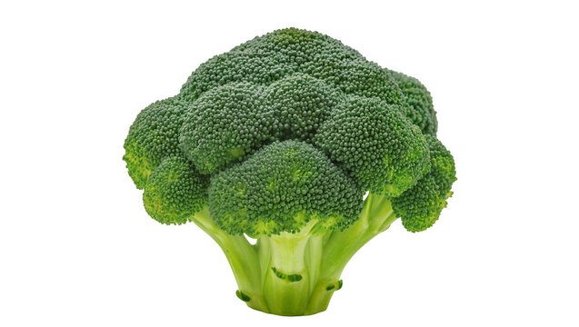 Fresh green broccoli florets with thick stem, isolated on transparent background