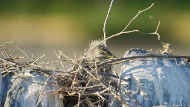 Beautiful Chicks of a Grey Heron (Ardea cinerea) in Nest waiting for their mother to feed them.