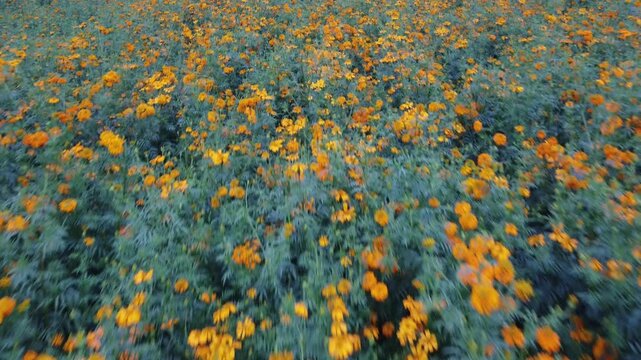 FLOR DE CEMPASUCHIL
