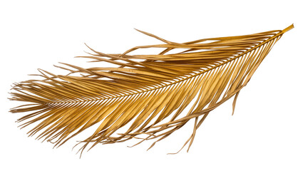 Golden palm frond with delicate dry leaves, isolated on transparent background © Maria