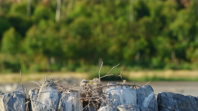 Beautiful Chicks of a Grey Heron (Ardea cinerea) in Nest waiting for their mother to feed them.
