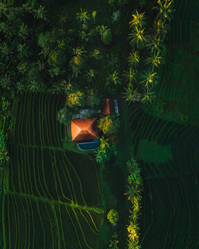 Aerial view of a terracotta-roofed villa nestles amidst the vibrant green rice terraces and lush palm trees, Tabanan, Bali, Indonesia.