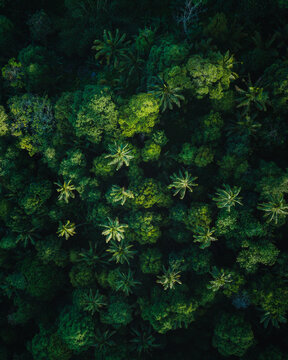 Aerial view of a dense tapestry of verdant treetops, a mosaic of deep greens and vibrant yellows, Tabanan, Bali, Indonesia.
