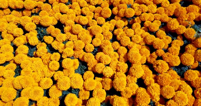 FLOR DE CEMPASUCHIL