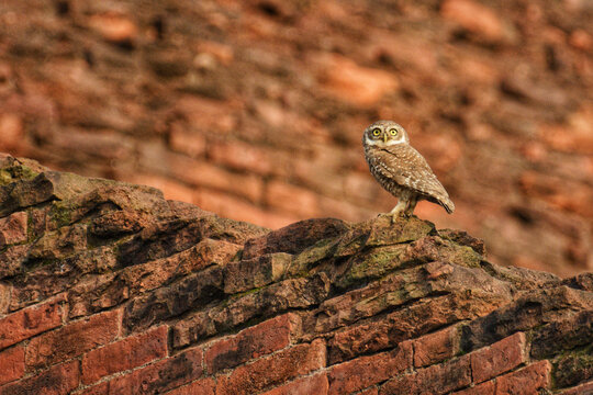 View of a serene owl perched atop weathered red bricks, its gaze fixed against a backdrop of ancient architecture, Rajshahi, Rajshahi Division, Bangladesh.