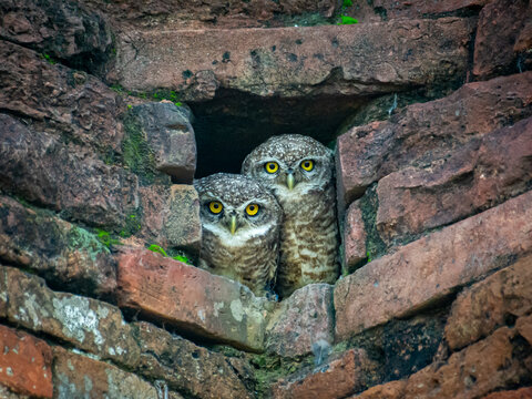 View of a pair of owls peering out from their brick nest, their bright yellow eyes contrasting with the aged, moss-covered bricks, Rajshahi, Rajshahi Division, Bangladesh.