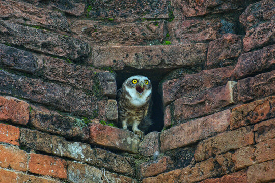 View of an owl with its bright yellow eyes peers out from a brick-lined opening, a stark contrast against the weathered stones, Rajshahi, Rajshahi Division, Bangladesh.