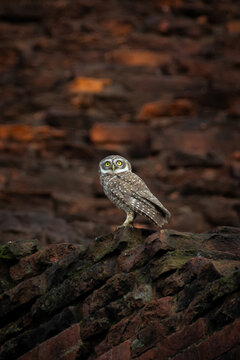 View of a spotted owlet perched on a textured brick surface, its piercing yellow eyes a stark contrast to the earthy tones, Rajshahi, Rajshahi Division, Bangladesh.