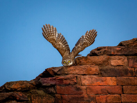 View of an owl with wings spread wide, perched on ancient red brickwork against a stark blue sky, a moment captured in time, Rajshahi, Rajshahi Division, Bangladesh.