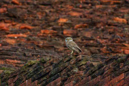 View of a spotted owlet perched atop an ancient, weathered brick structure, its gaze sharp against the backdrop of a textured wall, Rajshahi, Bangladesh.