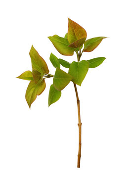 Fresh twig of lilac with spring green leaves isolated on white or transparent background