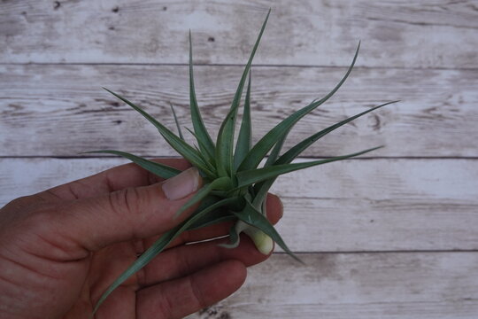 Hand holding tillandsia air plant on wooden background