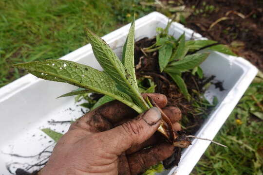 Hand holding russian comfrey plant root division